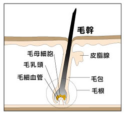 皮膚断面　図　ザスインターナショナル