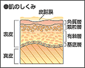 肌のしくみ｜男性化粧品・メンズコスメ通販のザス-zas