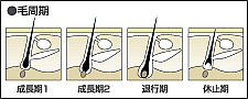 毛周期｜男性化粧品・メンズコスメ通販のザス-zas