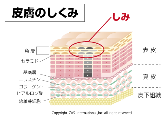 男のエイジングケア,紫外線と老化（加齢肌対策）｜メンズコスメ通販のザス-zas