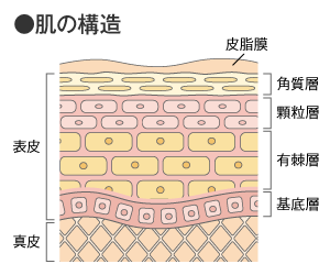 肌の構造