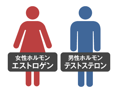 男性ホルモンと女性ホルモン