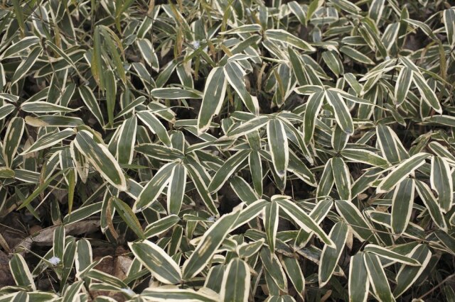 スキンケア講座,メンズコスメ, 男性化粧品通販｜ザスインターナショナル