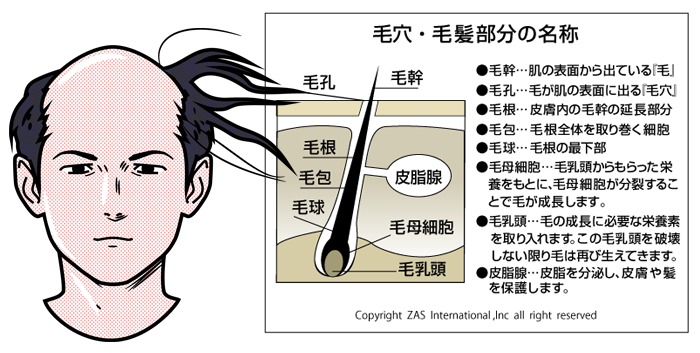 スキンケア講座,メンズコスメ, 男性化粧品通販｜ザスインターナショナル
