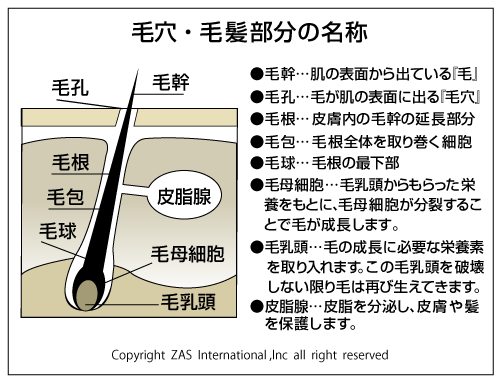 メンズスキンケア,メンズコスメ, 男性化粧品通販｜ザスインターナショナル