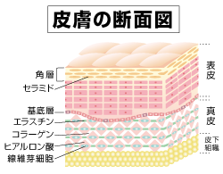 肌の断面図,
メンズコスメのザス