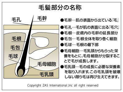 メンズスキンケア,メンズコスメ, 男性化粧品通販｜ザスインターナショナル