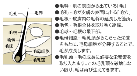 毛の断面図