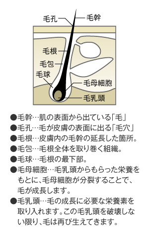 毛の断面図